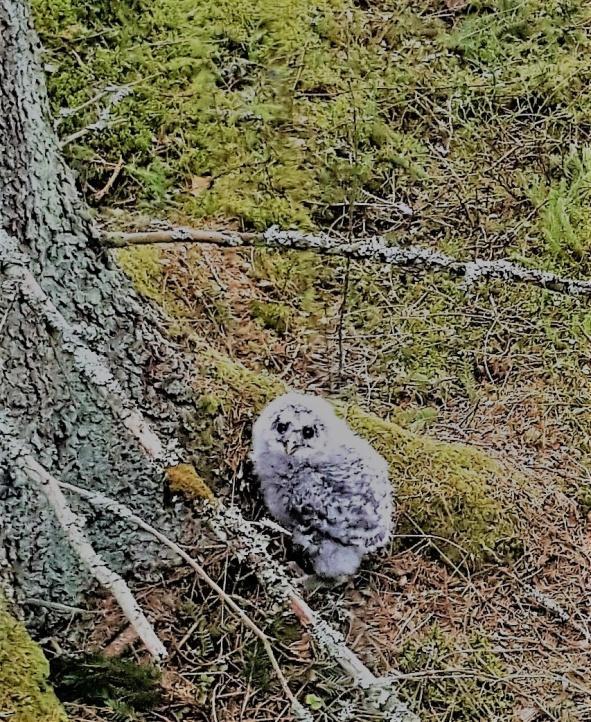 Lintuasiaa 9 Kylällä on nähty yksi haarapääsky. Se istuskeli sähkölangalla ja vaikutti etsivän jota kuta. Liekö ollut sinkku tahi leski, tai muuten vain eksynyt Kuohijoelle.