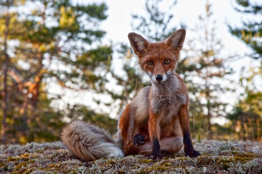 4. Suositukset YMPÄRISTÖLUPIEN VALVONNAN KEHITTÄMIS- HANKKEEN SELVITYSTULOSTEN PERUSTEELLA ESITETÄÄN SEURAAVAT SUOSITUKSET VALVON- NAN TEHOSTAMISEKSI, YHTENÄISTÄMISEKSI JA NÄKYVYYDEN PARANTAMISEKSI: