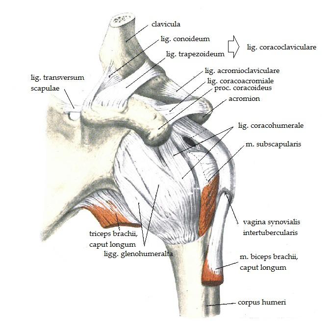 11 Kuvio 3. Olkapään ligamentit. (Peterson, Renström & Koistinen 2002, 189) Art. humeria ympäröivät ligamenta glenohumeralia.