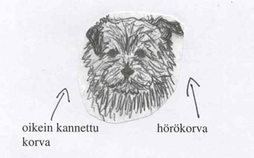 Pennun hampaat alkavat vaihtumaan noin neljän kuukauden iässä. Erityistä huomiota tässä vaiheessa vaatii, varsinkin norfolkeilla, kulmahampaiden irtoaminen.