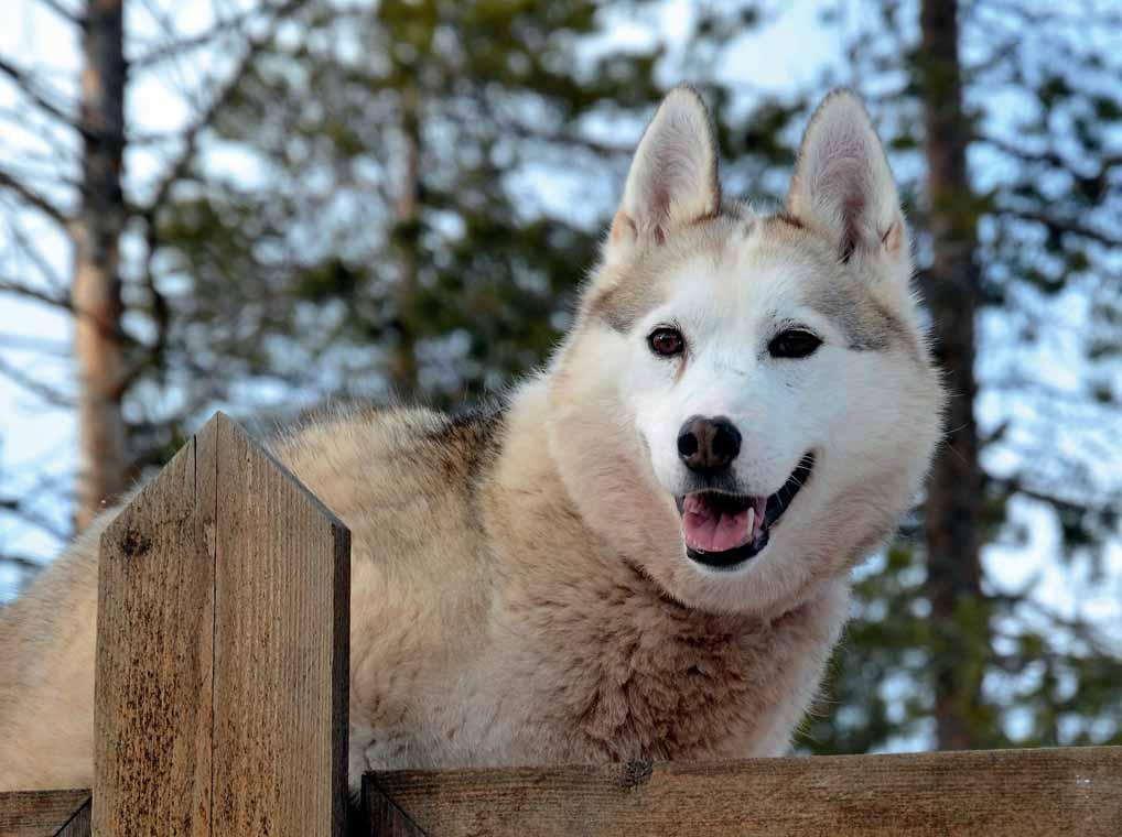 HUSKIES eagerly waiting for summertime visitors Husky Park is the home to around seventy furry huskies. Visit Husky Park to get to know these docile and peopleloving sled dogs.