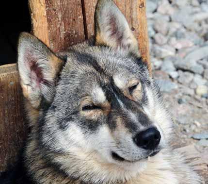 The busiest time of the year for huskies is in the winter when snow covers the landscapes, but they can also give you a thrilling ride in the summertime.