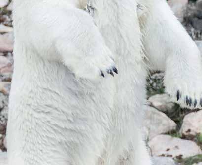 In the spring, the cub plays around in the snow and slides down hills, tells Zoo Director Tommi Hinno.
