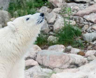 snacks thrown in by the zookeeper. Aged six months, the polar bear boy cub still has no name.