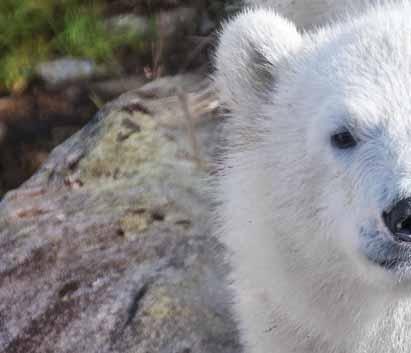 Eläinpuiston lisäksi Ranualta löytyy mukavat puitteet