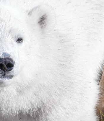 KEKSI NIMI PENNULLE - voita huippupalkinto: www.ranuazoo.