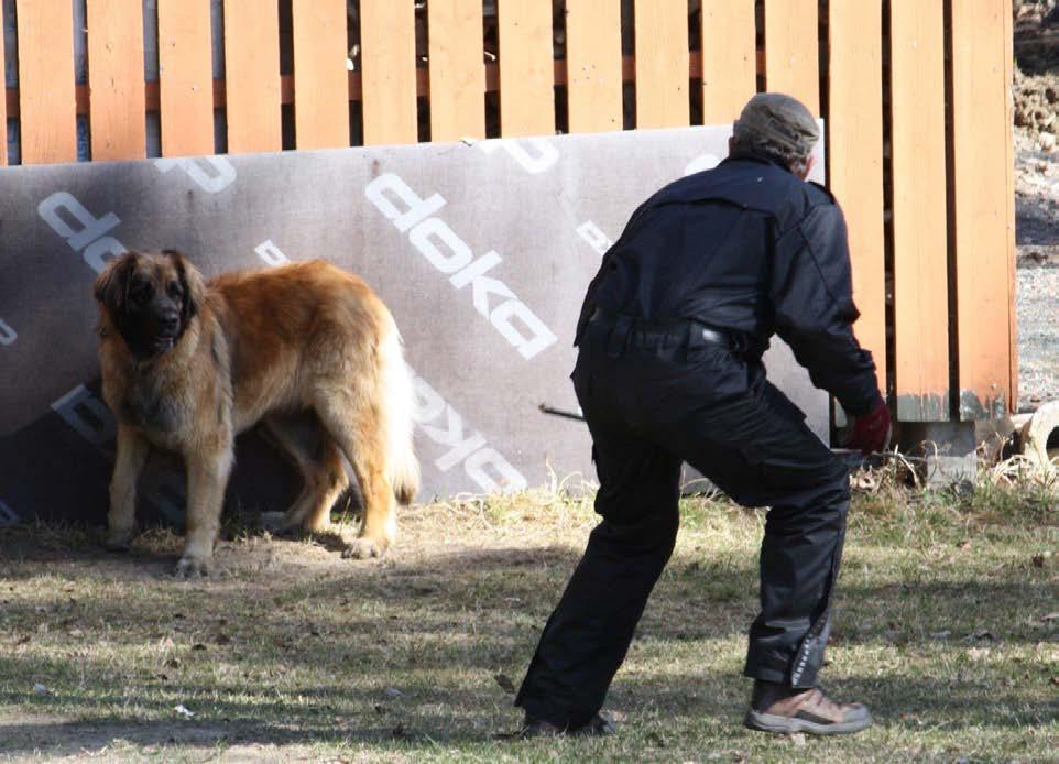 Kuva: Piia Granqvist Jalostustarkastus Rodun jalostustarkastukset aloitettiin suomessa vuonna 2011. Tarkastus suoritetaan rodun alkuperämaan Saksan mallin mukaan.