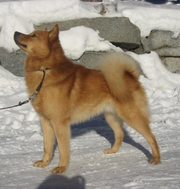 Ohjeita lomakkeen lähetykseen Testin kaavake pitää aina lähettää yhteyshenkilölle, kun riista on testin aikana löydetty jäljityksen päätteeksi, työskenteli koira sillä tai ei.