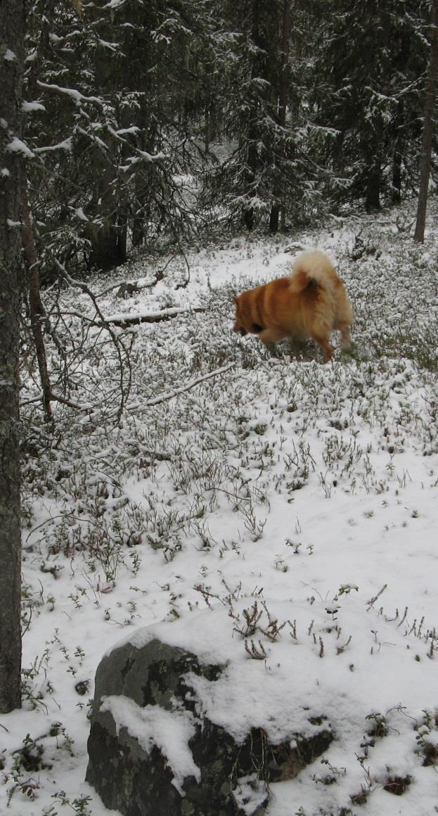 Haku Ja Jäljitys Testi voidaan aloittaa laskemalla koira tiedossa olevalle riistan jäljelle. Tutkaa apuna käyttäen tai kartasta arvioiden merkitään ylös jäljitysmatka ja -aika.