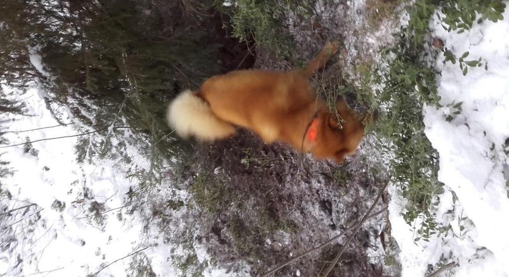 Haukkutyöskentely ja merkintä Kun saalis on löytynyt, alkaa haukkutyöskentely. Siitä arvostellaan sen tarkkuus ja saaliin saatavuus koiran merkinnän perusteella. Merkinnän arvostelu: 1.