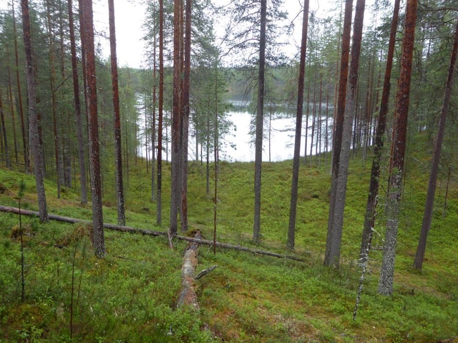 Peruste: Rajaus vapauttaa Natura-aluetta pyydyksin kalastamiseen ja