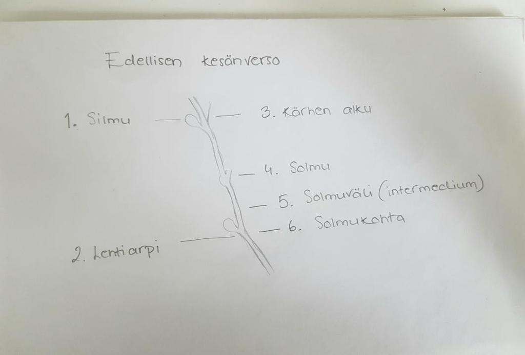 6 3.3.1 Silmut ja versot Seuraavassa kuvassa (Kuva 1.) havainnollistan viiniköynnöksen kesäversoja ja silmuja. Kuva 1. Edellisen kesänverso Kuva: Essi Retva 1.