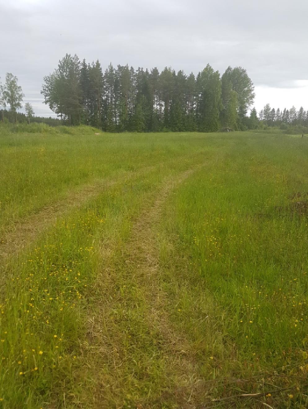 24 10 VIINIVILJELMÄN SUUNNITTELU SAUVOON Viljelemätön peltolohko sijaitsee