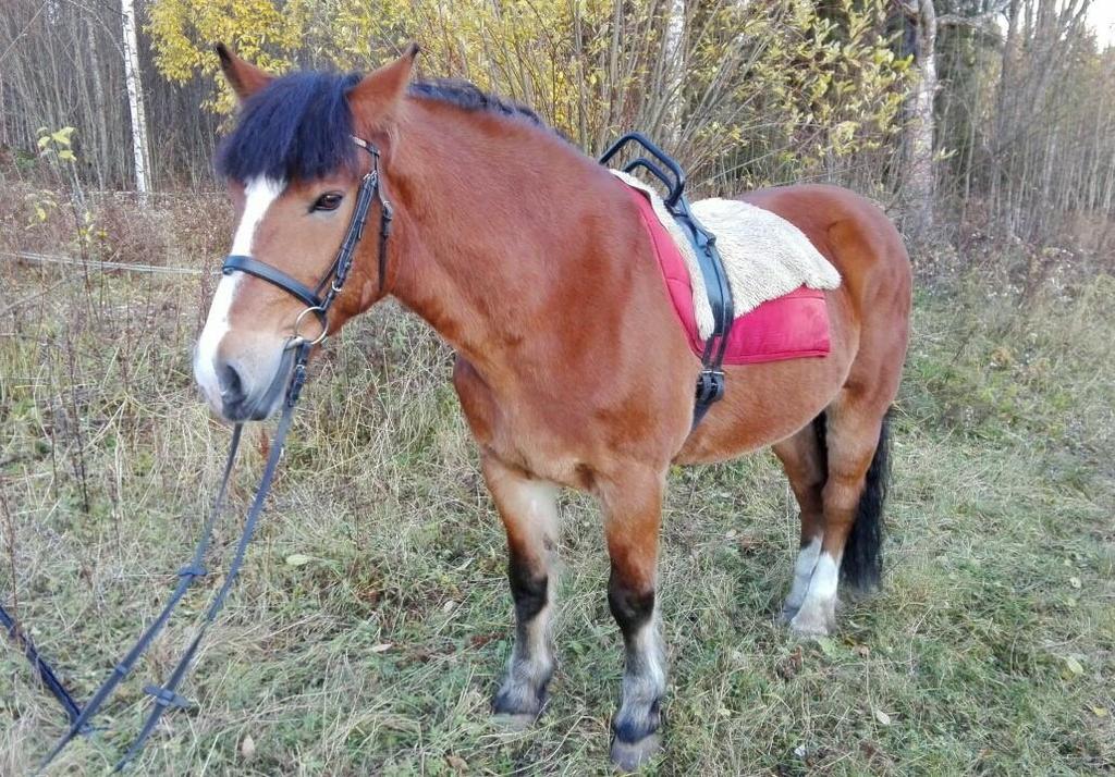 34 KUVA 1. Terapiahevonen Kosti terapiavarusteissa (pois lukien sivuohjat) 6.