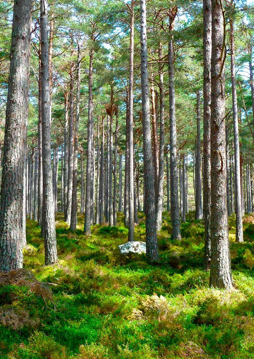 Miten osallistut PEFC-sertifiointiin? Metsänomistajana voit valita sinulle parhaiten sopivan tavan PEFC-sertifioida metsäsi.