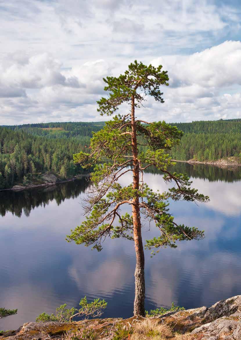 PEFC-METSÄSERTIFIOINNIN VAATIMUKSET PEFC FI 1002:2014 PEFC-metsäsertifioinnin vaatimukset sisältävät 32 kriteeriä, jotka koskevat metsävaroja, metsien kasvua, metsäluontoa ja sosiaalista kestävyyttä.