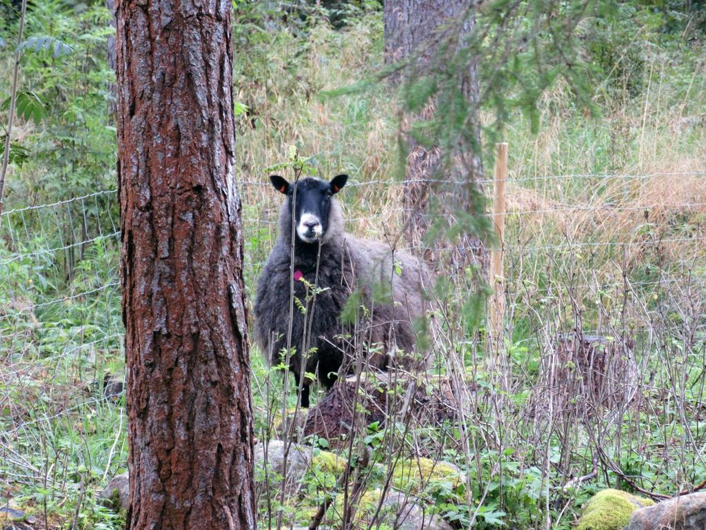 Laajennusalueiden arkeologinen