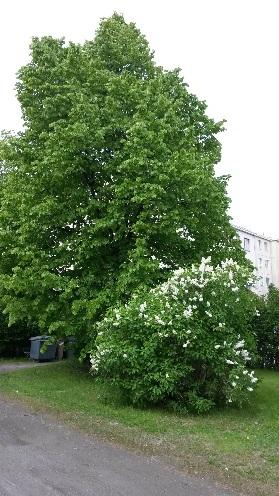 Alikulun kupeessa kasvaa hyväkuntoisia okakuusia.