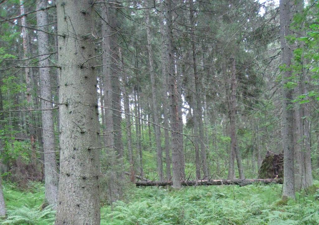 LOHJAN KAUPUNKI Taajamaosayleiskaava Yhteenveto