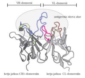 Vasta-aineen antigeenia sitova alue S Jokiranta ja IJT Seppälä: Mikrobiologia, Immunologia ja infektiosairaudet, Duodecim 2011 Antigeenia sitova alue määrittää affiniteetin (sitoutumisvoiman)