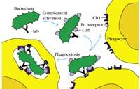 Immunosupressioon perustuvat biologiset lääkkeet Lääkeaine Lääke IgGluokka Kohde/vaikutus Infliksimabi Remicade IgG1 Anti-TNFα-vasta-aine Adalimumabi Humira IgG1 Anti-TNFα-vasta-aine