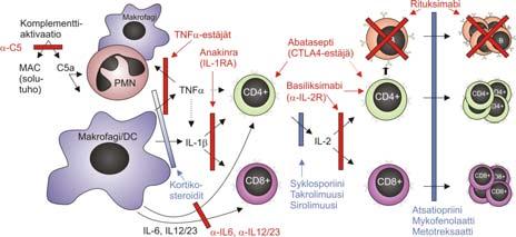 Biologiset lääkkeet ja immunosuppressio Yksinkertaistettu kaavio soluvälitteisestä immuunipuolustuksesta ja perinteisten ja biologisten immunosuppressanttien vaikutuksista siinä TNFα -estäjien
