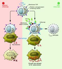 joiden pitäisi tappaa makrofagit ja samalla niiden sisällä olleet vaikeasti fagosytoosilla tapettavat mikrobit (c) Jokiranta, 2011. Kaaviossa vaikutteita kuvasta, jonka alkuperä David A.