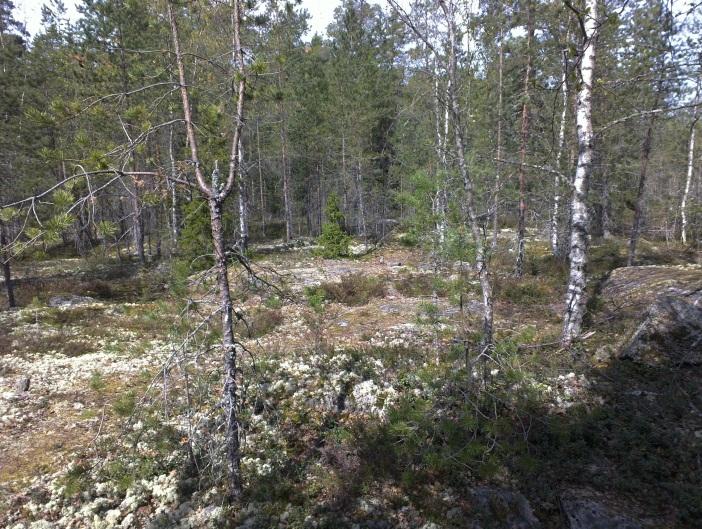 Muutoin alue sijaitsee 13-20 m mpy korkeusvälillä.