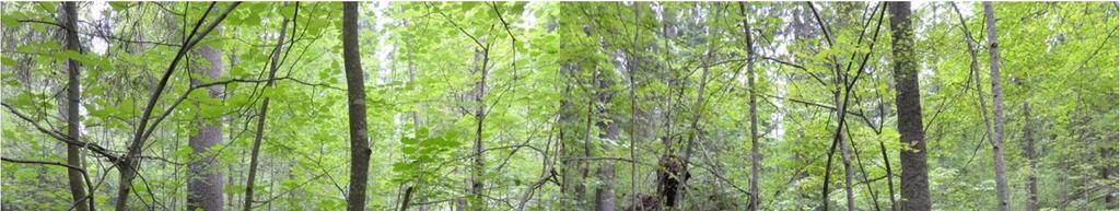 Kohteessa kasvaa n. 0, 7 hehtaarin alalla n. 30 puumaista metsälehmusta, joista järeimmän läpimitta rinnankorkeudelta on n. 28 cm.