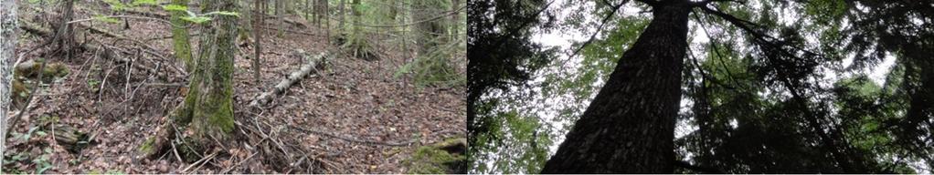 50 puumaisen metsälehmuksen kriteerit täyttävää erillistä metsälehmusta, joista järein on läpimitaltaan yli 25 cm rinnankorkeudelta.