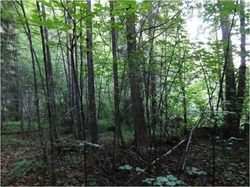Sekapuuna kasva koivua, pihlajaa ja tervaleppää. Aluskasvillisuus on hyvin kehittynyttä, koska metsän aukkoisuuden takia se saa hyvin valoa. Lahopuun määrä on vähäinen.