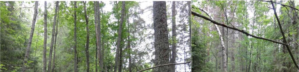 täkerroksessa vallitsevat sinivuokko, metsäimarre ja kevätlinnunherne. kohteessa kasvaa lehtokuusamaa. 11.