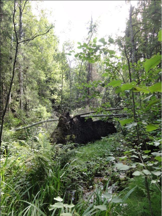 hakea vesilain mukainen lupa. Seuraavassa esitellään suunnittelualueen kohteet, jotka voivat olla vesilaissa mainittuja luonnontilaisen kaltaisia puron/noron uomia.