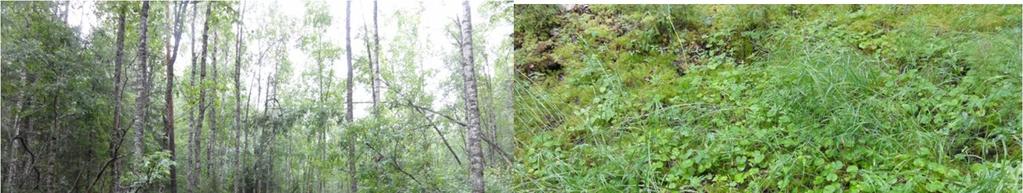 heti tien pohjoispuolella, mutta muutoin melko luonnontilaisen kaltainen. Kohde on myös metsälainmukainen tärkeä elinympäristö. 4.2.