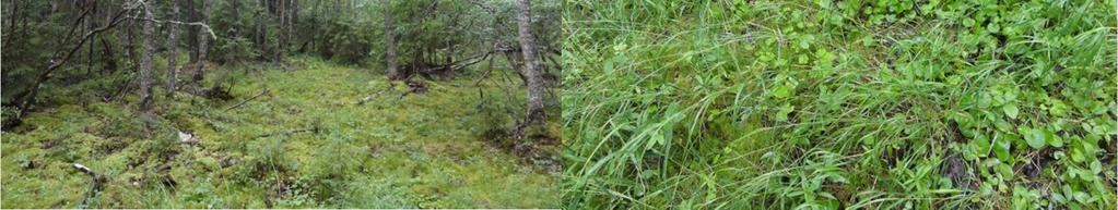 Metsälaki ei ohjaa maankäyttöä, joten metsälakikohteiden esiintyminen selvitys/kaava-alueella ei suoraan aseta rajoituksia maankäytölle.