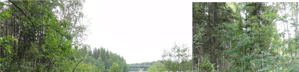 Ympäröivä puusto on monimuotoista ja ikärakenteeltaan vaihtelevaa. Kohteessa kasvaa mm.