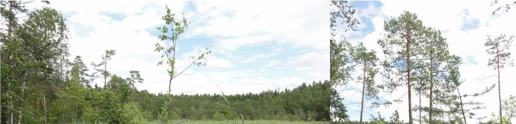 20. Suolijärven rantasuot Suoliojan suistossa on pääosin puutonta saraista ja ruohoista luhtaa.