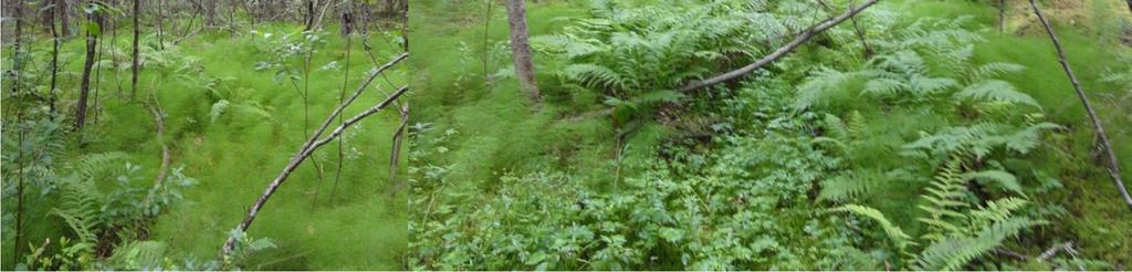 Suolijärven pohjoispään korpi Suolijärven pohjoispäässä, metsälehmuslehdon alapuolisessa notkelmassa