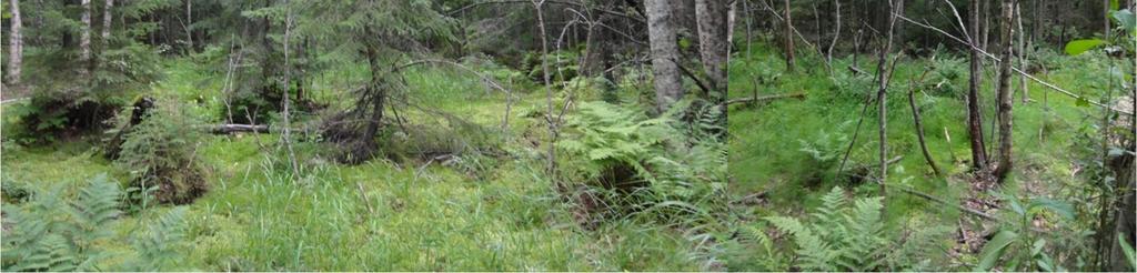 Kohteen ympäristön puusto on pääosin harmaa- ja tervaleppää, joista osa on järeitäkin. Itse korpikuviolla vallitsee kuusi- ja koivu. Kohteen länsirinteellä kasvaa runsaasti metsälehmuksia. 23.