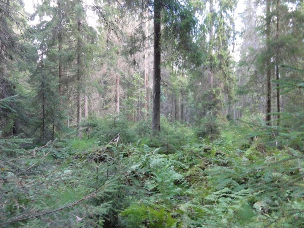 Nämä laikut sijaitsevat selvitysalueen laitamilla ja vaihettuvat selvitysalueen ulkopuolella sijaitsevaan rehevään lehtokorpeen. 24.