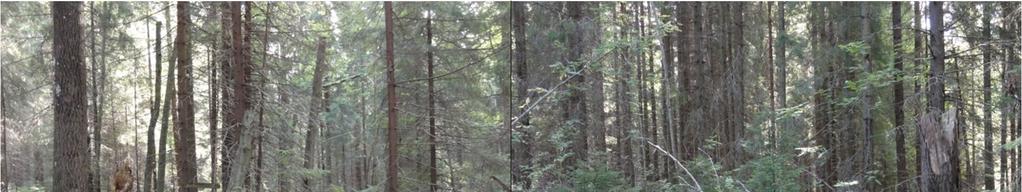 Aikaisemmissa yhteyksissä mainitsemattomia METSO-ohjelmaan ehdotettuja, useammasta metsäkuviosta koostuvia luonnonarvokohteita ovat: 26.