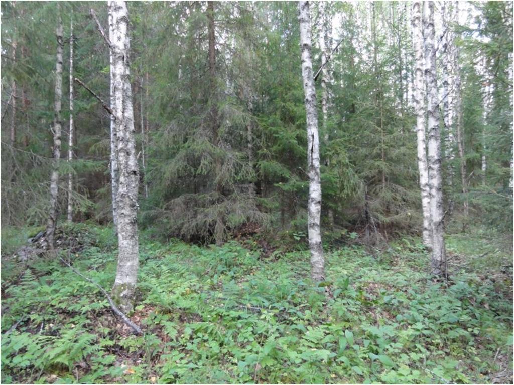 Rantametsä ja Mäyrämäen pohjoispään vanha metsä Kuvio muodostuu kahdesta metsäkuviosta, joista toinen on Isonkuusennokan 80 100-vuotias rantametsä ja lehtokuvio ja toinen Mäyrämäen pohjoispään 100
