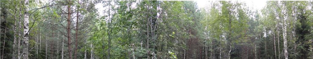 Kohteessa kasvaa pensasmaisten metsälehmusten lisäksi myös useita puumaisia