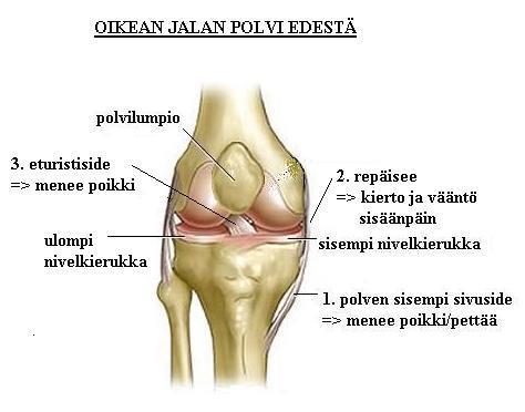 Polvinivel Polvinivel on rakenteeltaaan sarananivel Eturistiside Sisempi nivelkierukka Sisempi sivuside