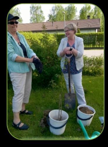 9 Tammen istuttaminen 7.6.