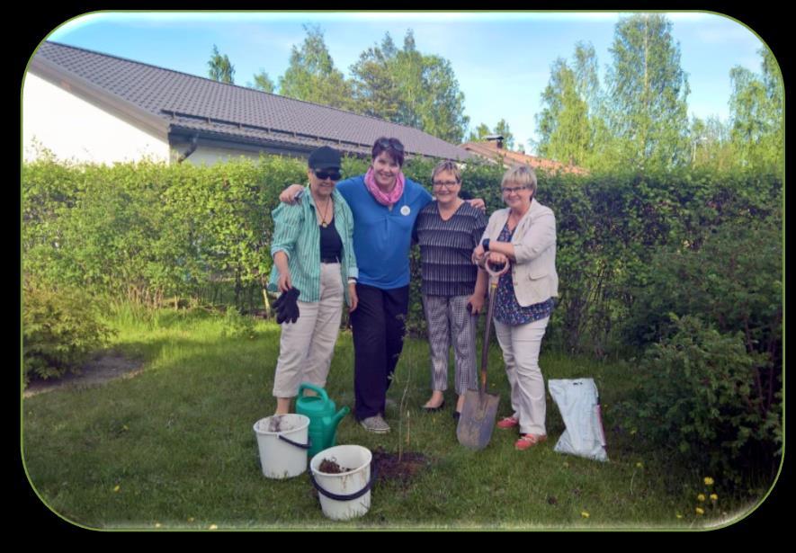 taimia pihalle ilmestyy, niin niitä istutetaan klubin jäsenten pihoille.