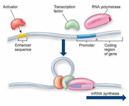 Kohde: BET-proteiinit, jotka säätelevät onkogeenien ekspressiota BET-proteiinit käyttävät DNA:n säätelyelementtejä monissa tärkeimmissä onkogeeneissä Ne lisäävät