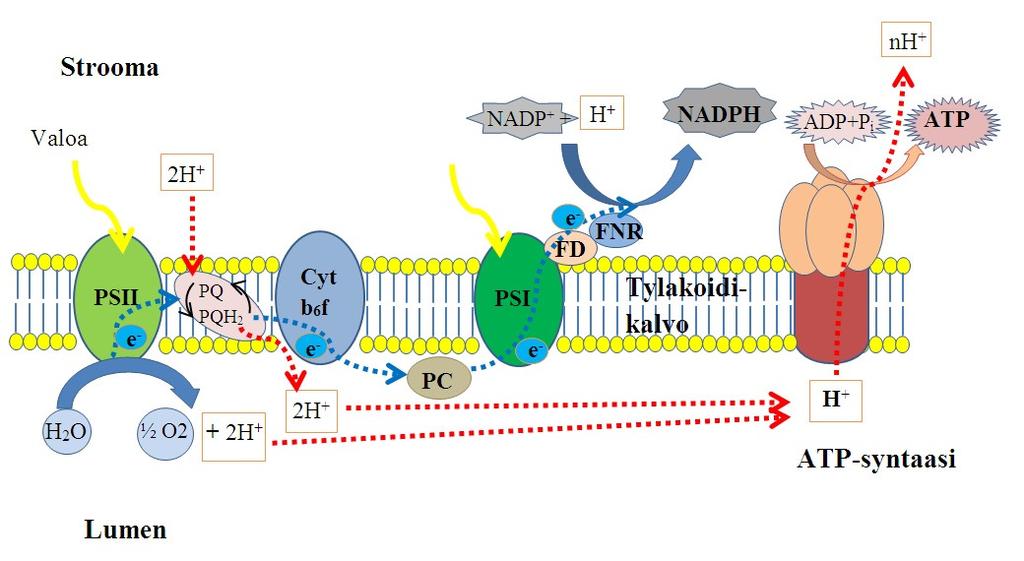 12 P 700 :lle elektroninsiirtäjien avulla. (Taiz, Zeiger, 2006). PSII:n tärkeimpiä tehtäviä on riistää vesimolekyyliltä elektronit ja katalysoida elektroninsiirtoa vedeltä plastokinonille (PQ).