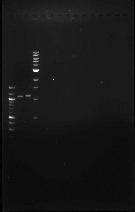 34 Eristetyssä plasmidissa olevat geenit FNR1 ja FNR2 monistettiin PCR:ssä. PCR-tuotteet ajettiin agaroosigeelillä.