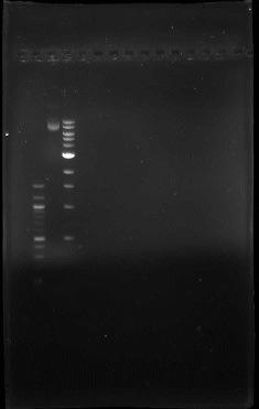 35 Koska oli tarkoitus siirtää PCR-tuotteet pgwr8-vektoriin, pgwr8-plasmidi eristettiin DH5α-solusta Roche High Pure Plasmid Isolation Kit:llä.